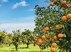 Autonomous Citrus Harvester